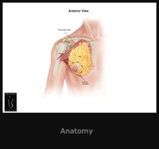 Gynecomastia Anatomy